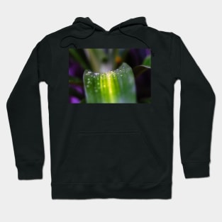 water on green plant Hoodie